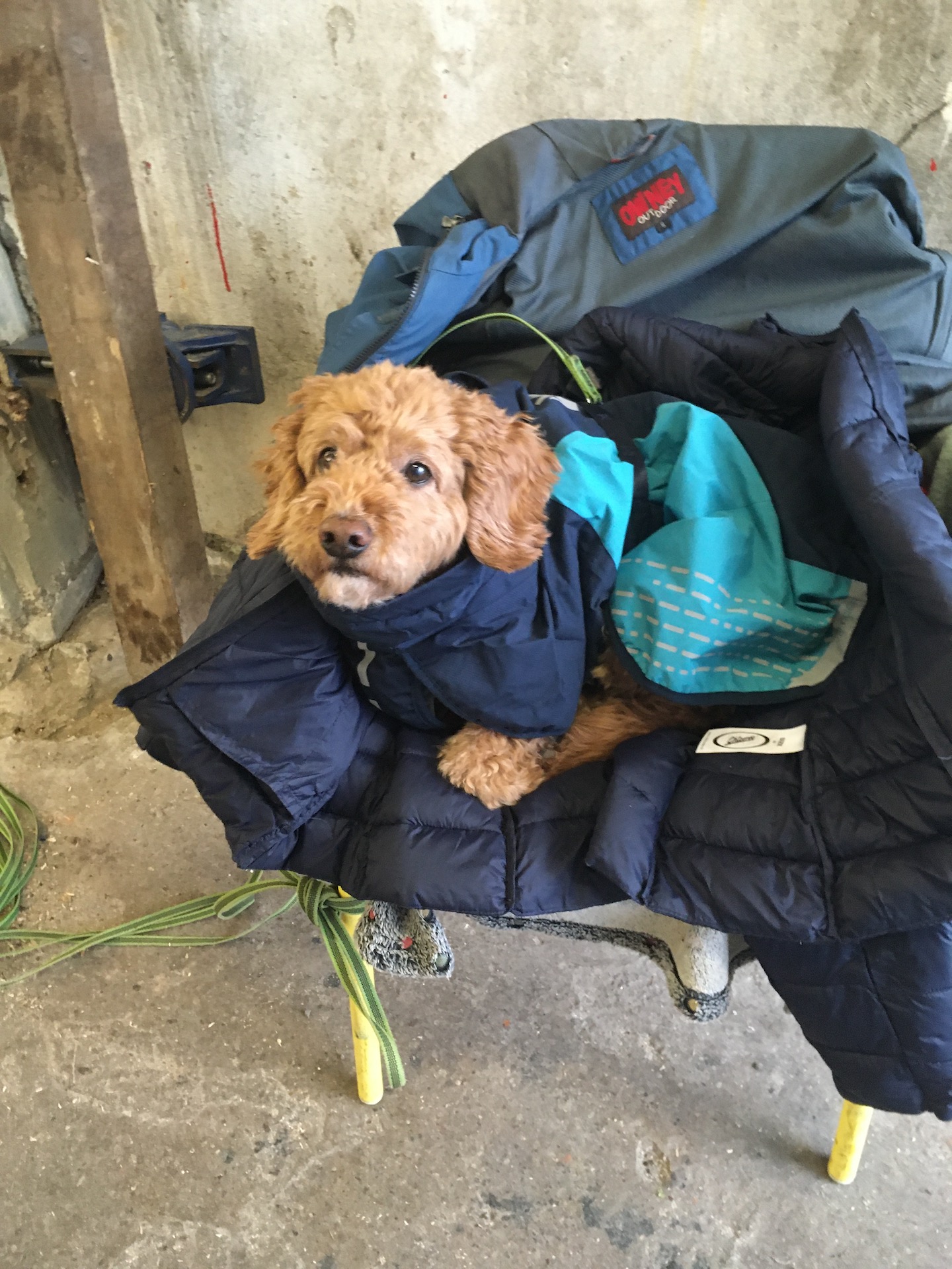 Cityanimals_12